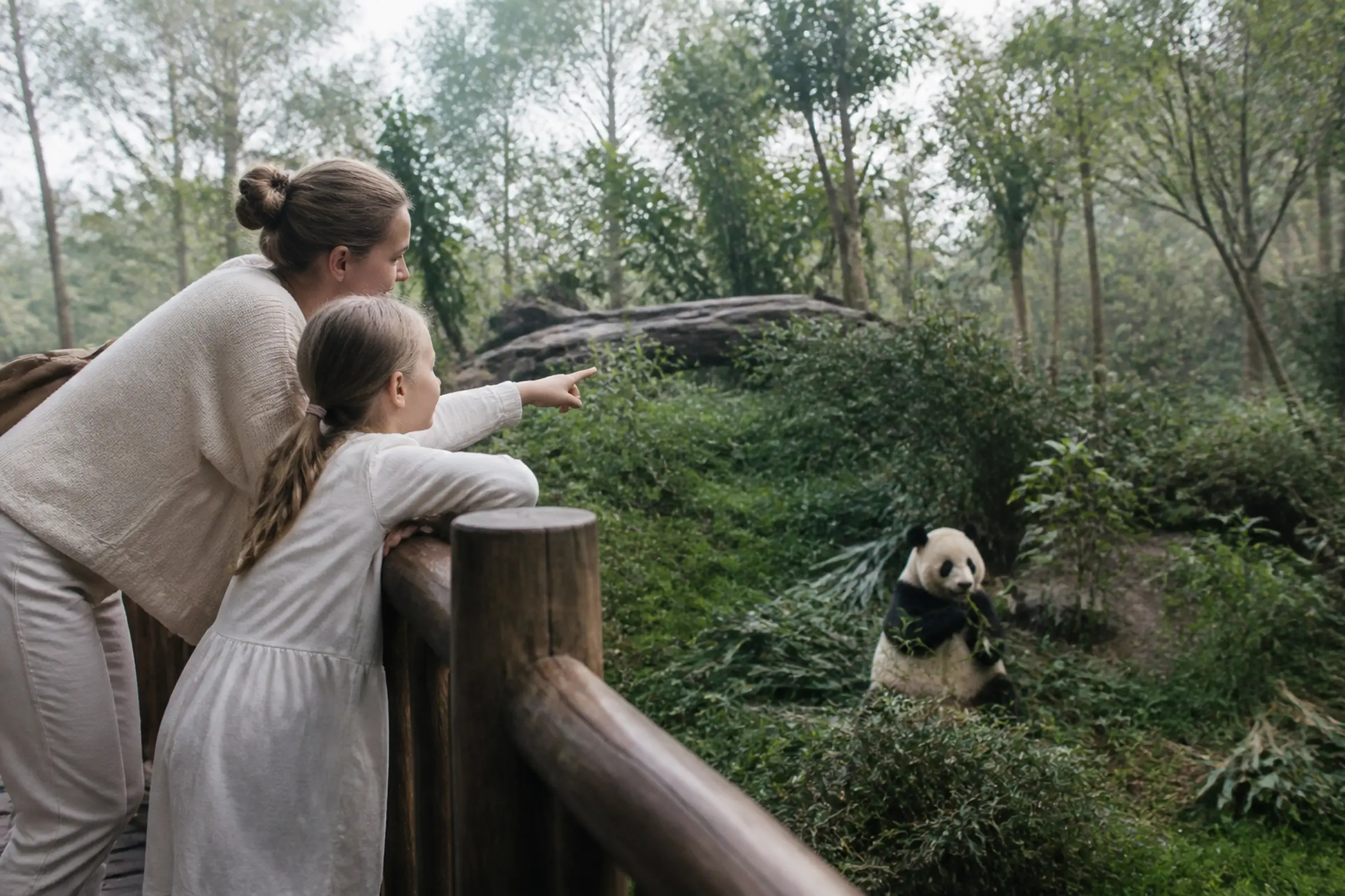 A family watching a giant panda eat bamboo on a quiet morning in Chengdu